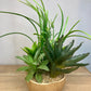 Mixy Artificial Plants Plot Indoor Decor