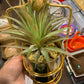 Golden Table Planter